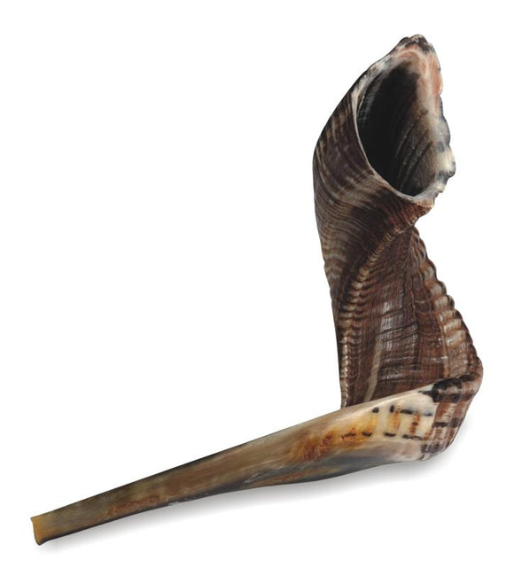 Shofar Size 1, 25-30cm